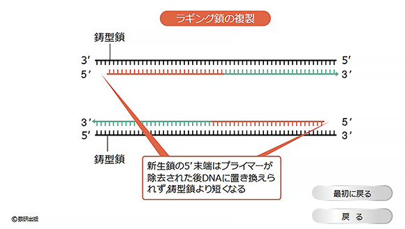 「DNA末端の複製」コンテンツ