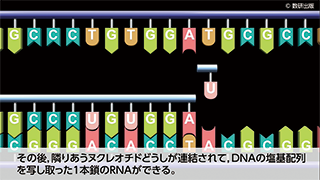 アニメーション　生物